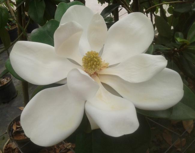 Magnolia grandiflora 'Double Nantais'