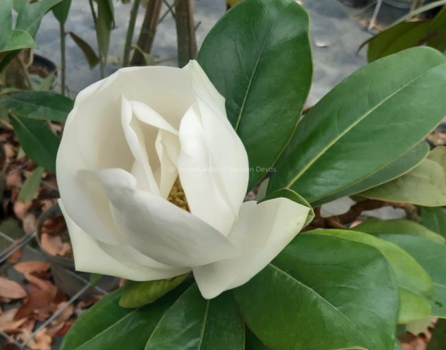 Magnolia grandiflora 'Double Nantais'