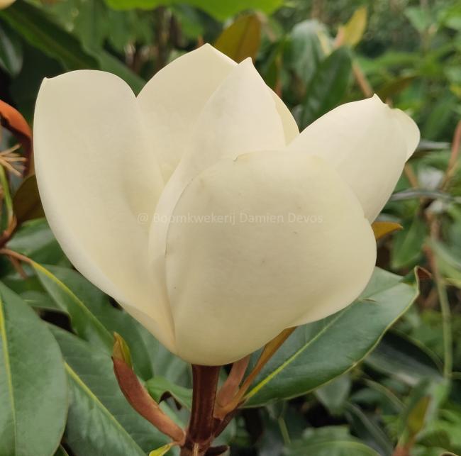 Magnolia grandiflora 'Kay Paris'