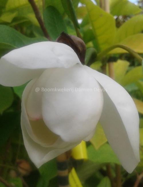 Magnolia globosa