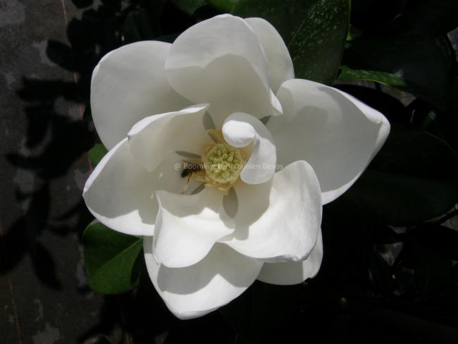 Magnolia grandiflora 'Praecox' (M. grandiflora 'Goliath')