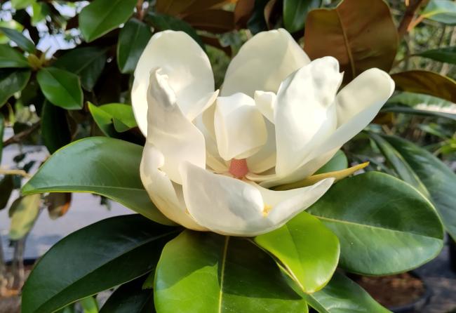 Magnolia grandiflora 'Praecox' (M. grandiflora 'Goliath')