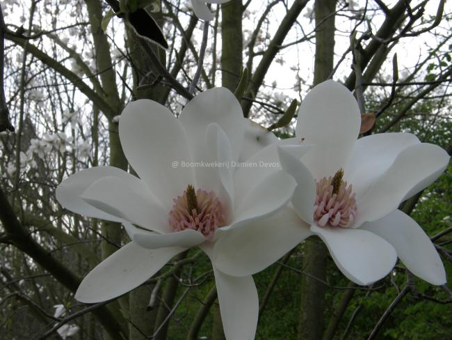 Magnolia 'Joli Pompon' (x)
