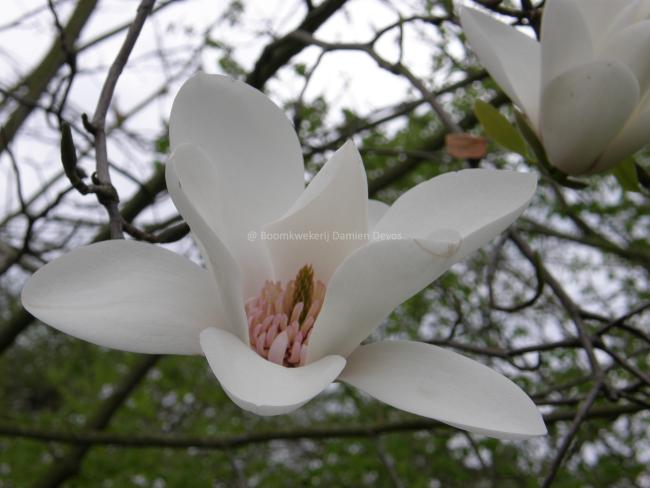 Magnolia 'Joli Pompon' (x)