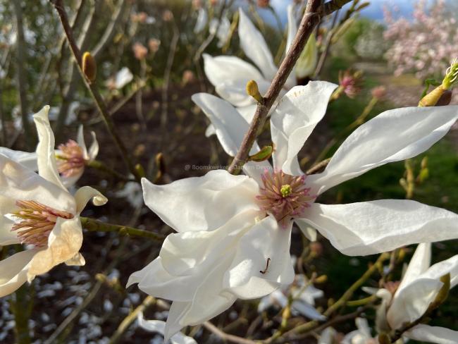 Magnolia kewensis 'Iufer'