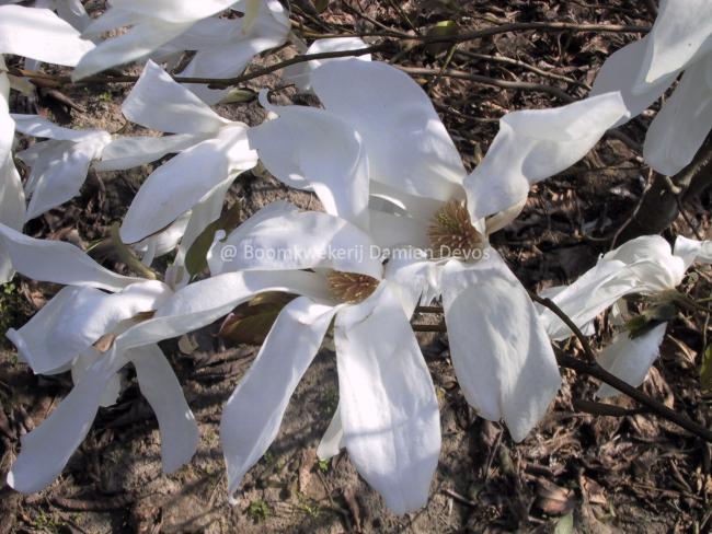 Magnolia kewensis 'Wada's Memory'