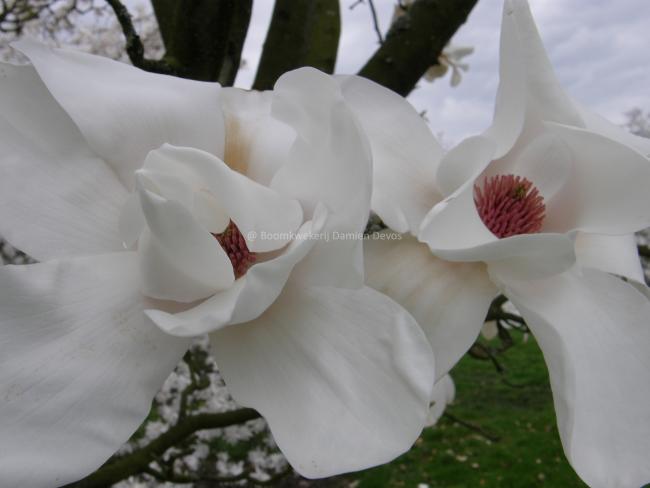 Magnolia 'Leda'