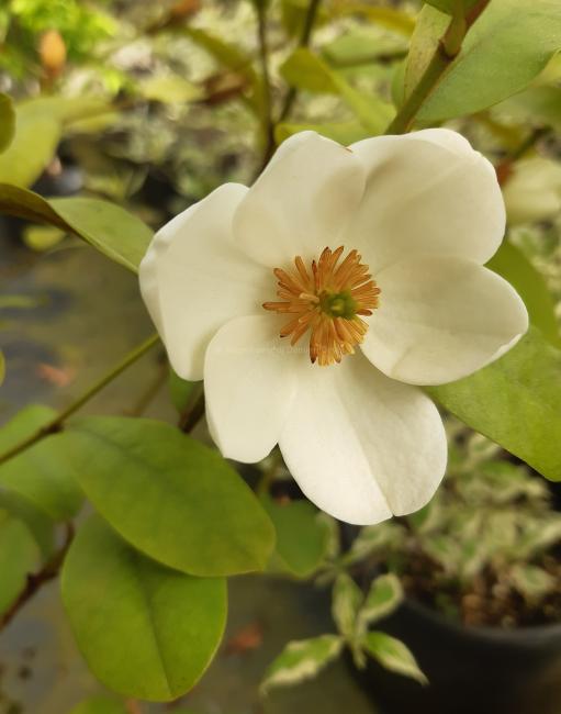 Magnolia laevifolia 'Gail's Favourite' ®