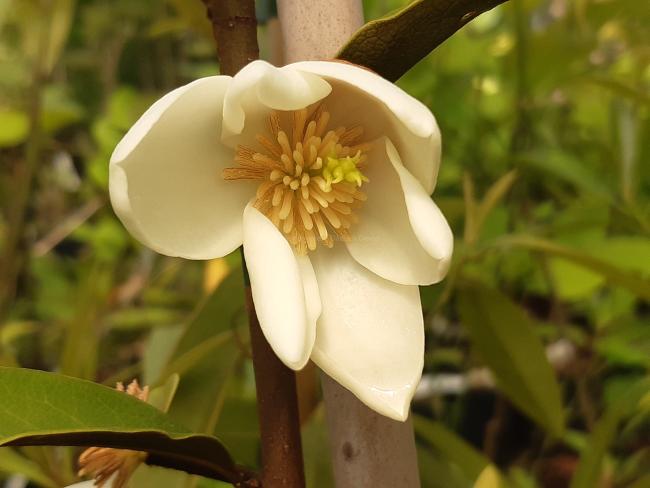 Magnolia laevifolia 'KH-achteraan'