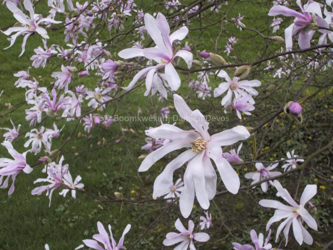 Magnolia loebneri 'Leonard Messel' (x)