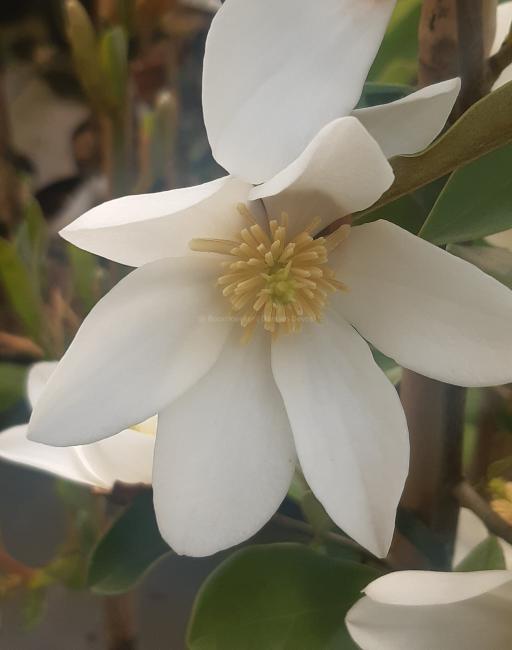 Magnolia laevifolia 'Velvet and Cream'