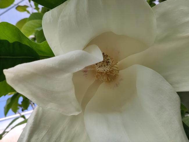 Magnolia macrophylla subsp ashei