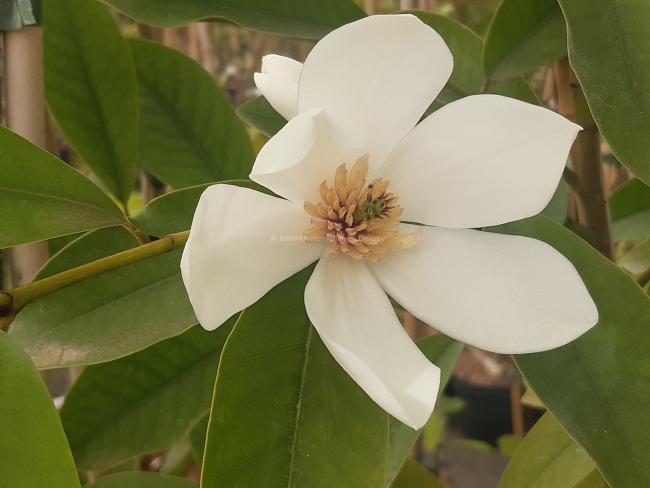 Magnolia maudiae x laevifolia (MF)