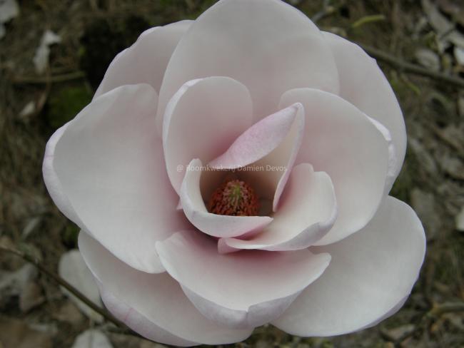 Magnolia 'Milky Way'