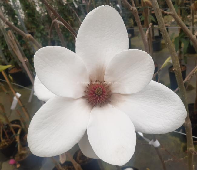 Magnolia 'Milky Way'