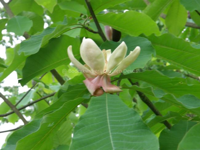 Magnolia obovata  (M. hypoleuca )