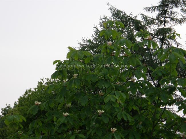 Magnolia obovata  (M. hypoleuca )