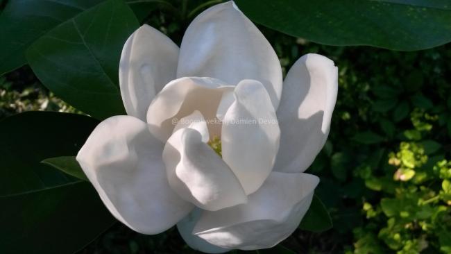 Magnolia 'Porcelain Dove'