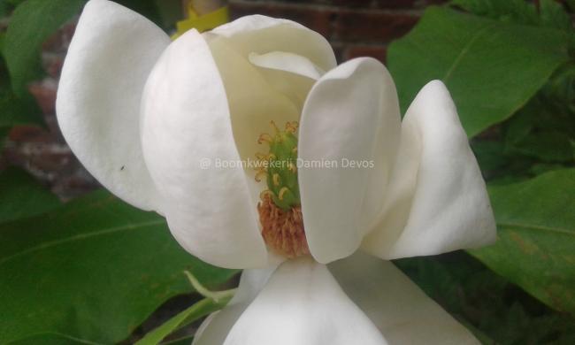 Magnolia 'Porcelain Dove'