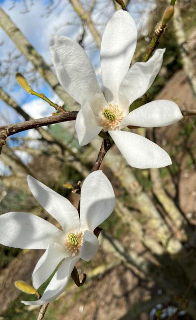Magnolia proctoriana 'Gloster Form' (x)