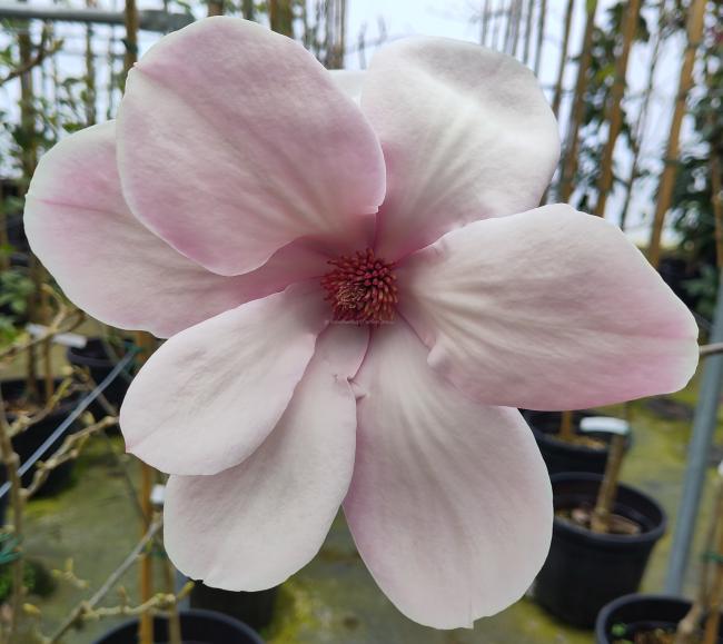 Magnolia 'Pickards Ruby'