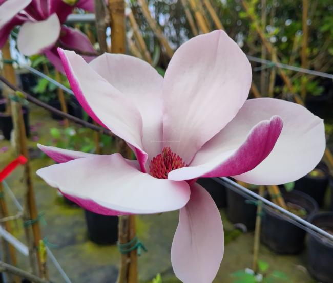 Magnolia 'Pickards Ruby'