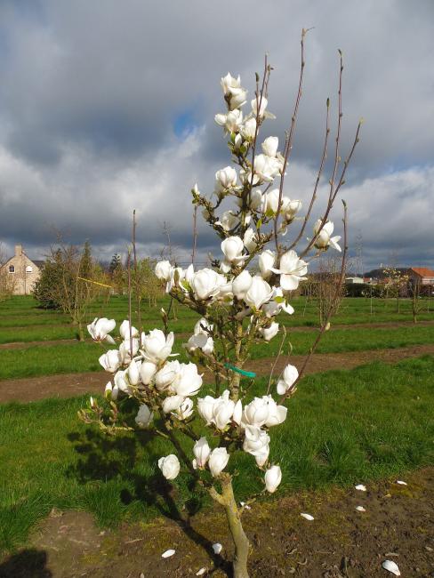 Magnolia 'Picture White'