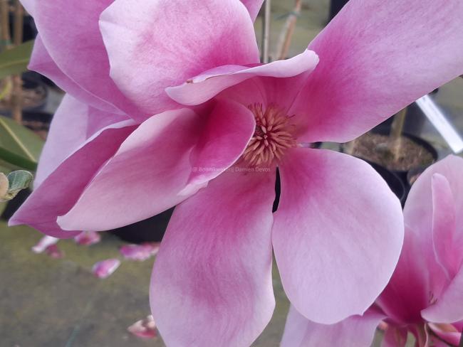 Magnolia 'Red as Red' (x)