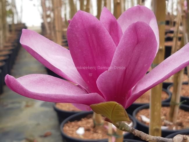 Magnolia 'Royal Purple' (x)