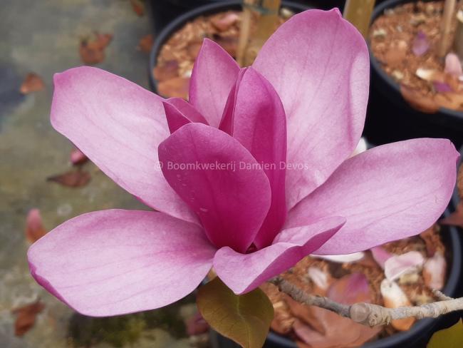 Magnolia 'Royal Purple' (x)