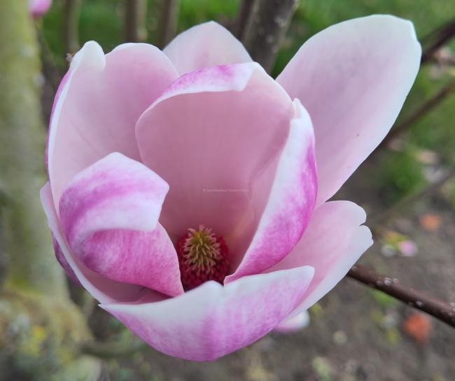 Magnolia soulangeana 'Alexandrina' (x)