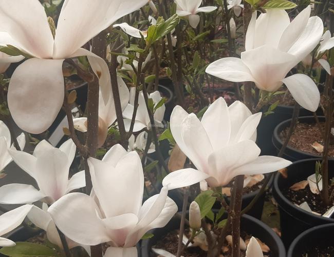 Magnolia soulangeana 'Alba Superba' (x)