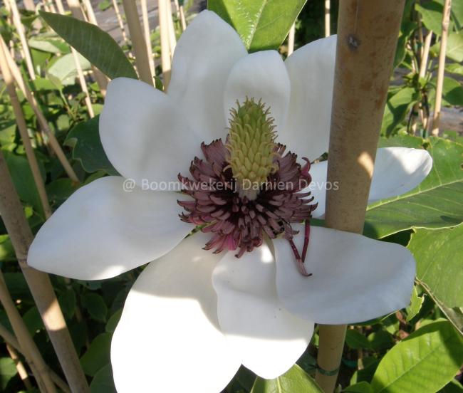 Magnolia 'Southern Belle' (x)