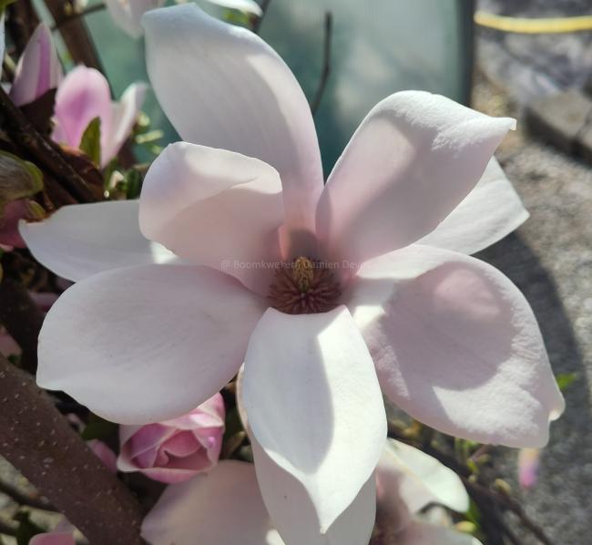 Magnolia soulangeana 'Beugnon'