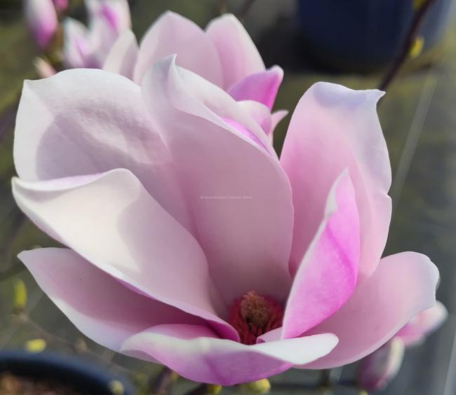 Magnolia soulangeana 'Beugnon'