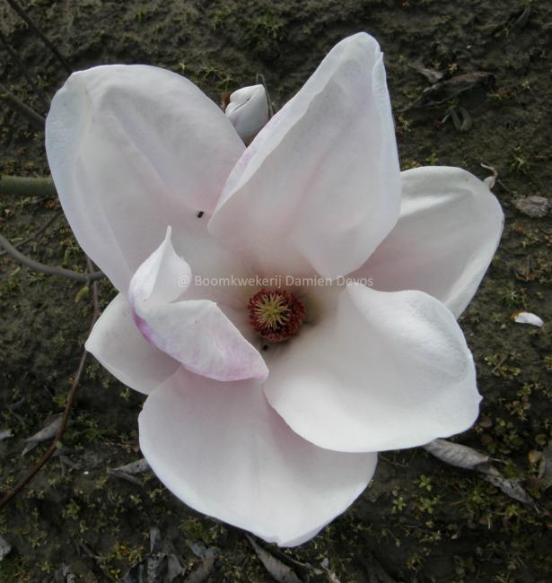 Magnolia soulangeana 'Brozzoni' (x)