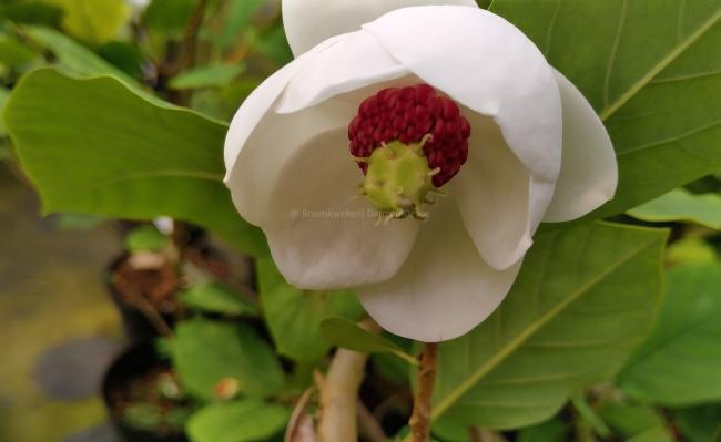Magnolia sieboldii 'Colossus'