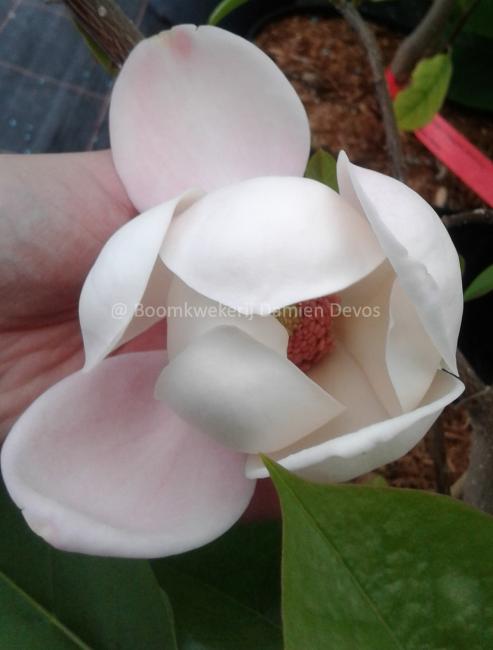 Magnolia sieboldii x insignis