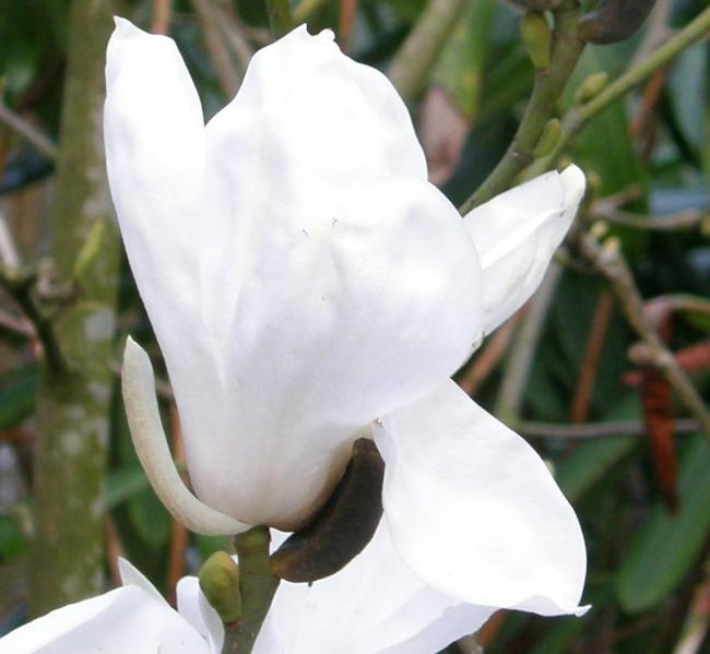 Magnolia salicifolia 'Jermyns'