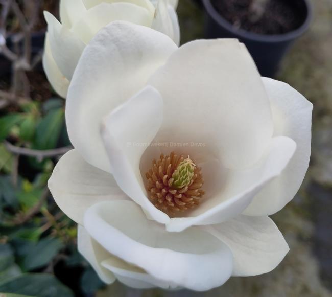 Magnolia soulangeana 'Lennei Alba' (x)