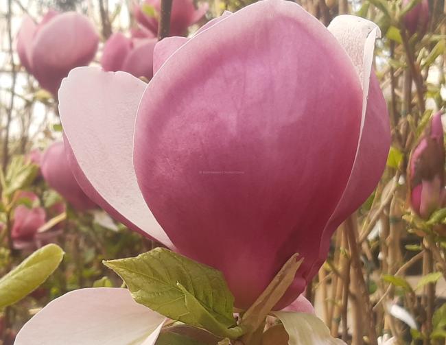 Magnolia soulangeana 'Lennei' (x)