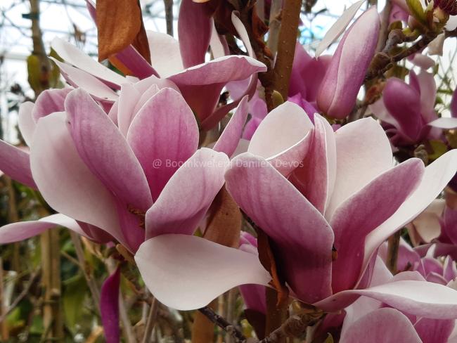 Magnolia soulangeana 'Satisfaction'