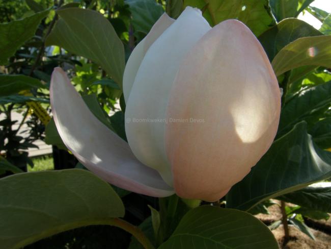Magnolia 'Summer Solstice' (x)