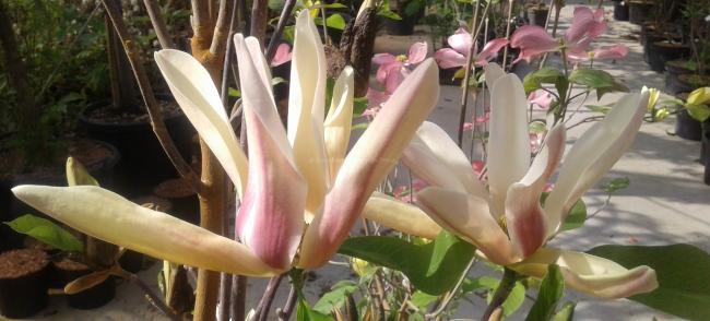 Magnolia 'Sun Sprite'
