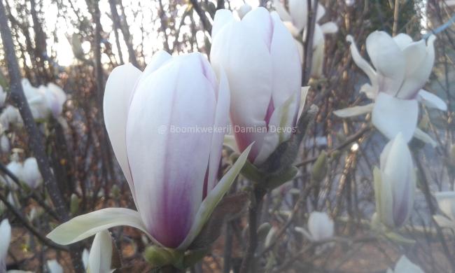 Magnolia soulangeana 'Superba' (x)