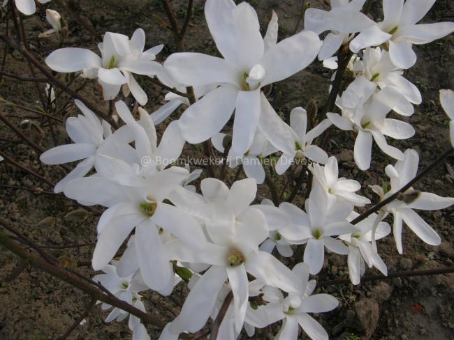 Magnolia 'Suishoren'
