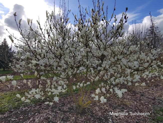 Magnolia 'Suishoren'