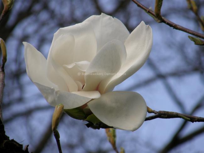 Magnolia 'Sybille'