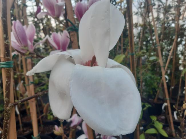 Magnolia 'Sybille'