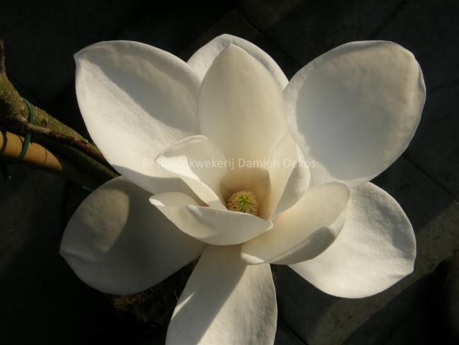 Magnolia 'Tina Durio'